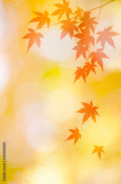 Fototapeta モミジの紅葉　木漏れ日
