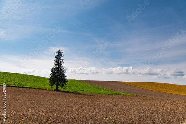 Obraz 10月美瑛クリスマスツリーの木の丘