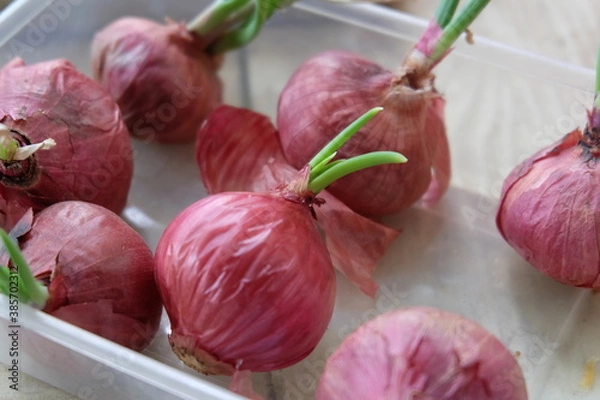 Obraz garlic and onions