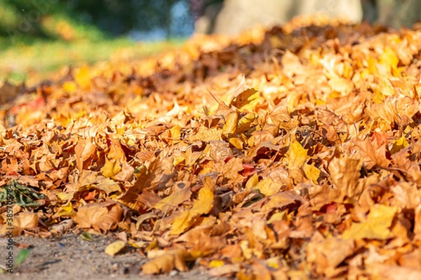Fototapeta Fallen colored maple leaves on the street on a sunny autumn day