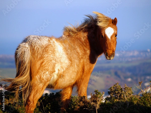 Fototapeta welsh mountain pony