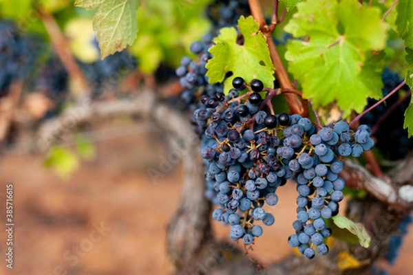 Fototapeta bunch of grapes on vineyard