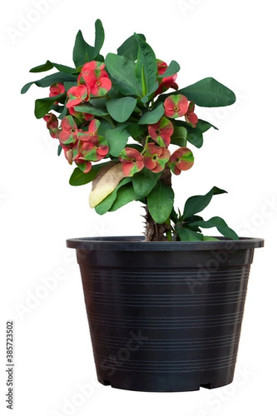 Fototapeta Red and green Euphorbia milli or Crown of Thorns flower bloom in black plastic pot isolated on white background included clipping path.