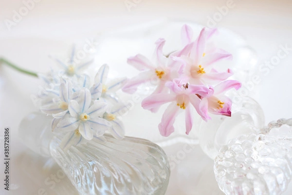 Obraz 白色の花シラーとピンク色のチヨノドグサ