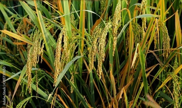 Obraz Paddy cultivation