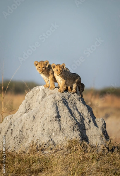 Obraz Two small lion cubs standing on top of a termite mound in early morning light in Savuti in Botswana