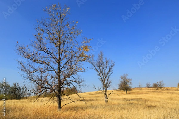 Fototapeta Trees on autumn dry yellow grass meadow