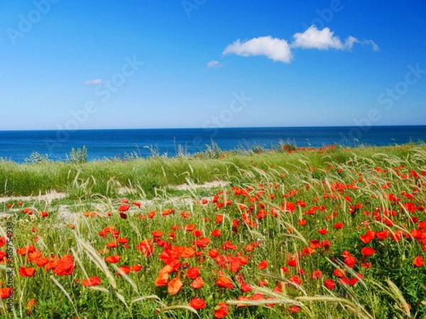 Obraz Mohn und Meer