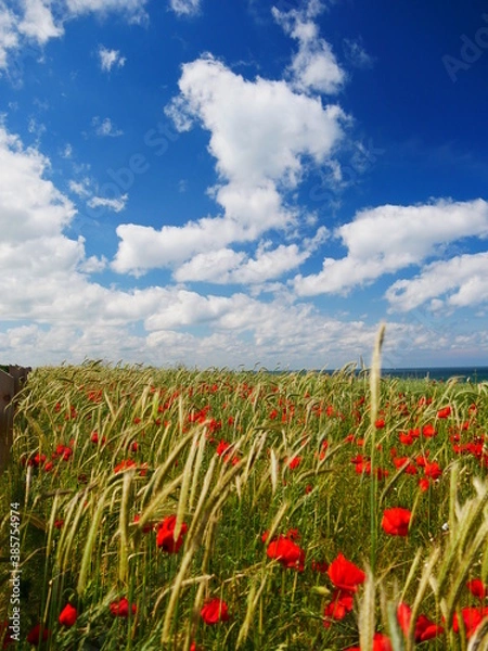 Obraz Mohn und Meer
