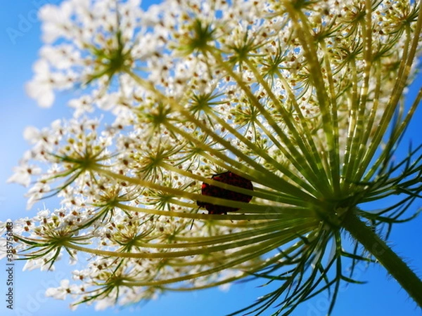 Obraz Käfer in Blume