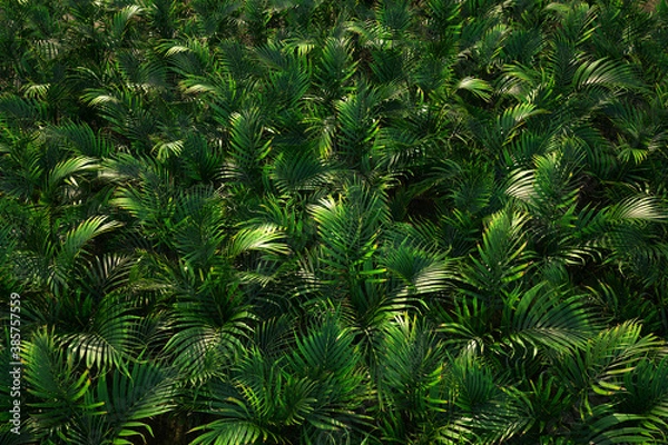 Obraz Cool Pal tree background. Palm tree leaves pattern. Rainforest