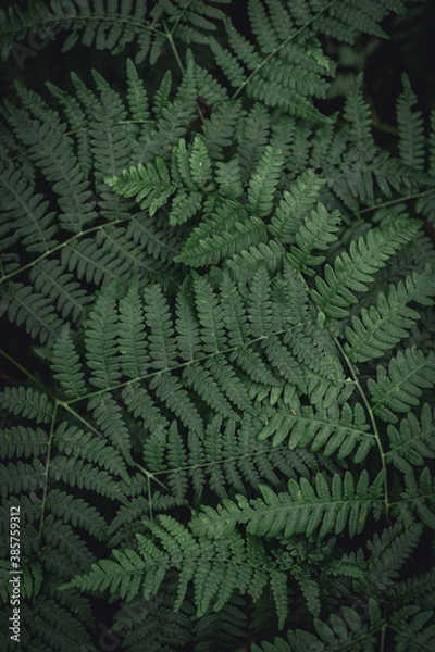 Obraz Fern leaves