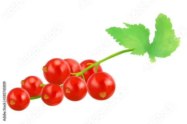 Obraz レッドカラント  フサスグリ