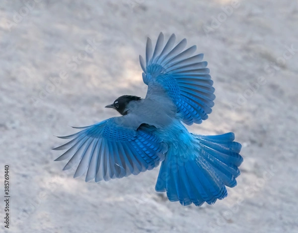 Obraz Stellar Spread - A Steller's Jay spreads wings and tail feathers wide open as it approaches to land. Sapphire Point, Dillon, Colorado.