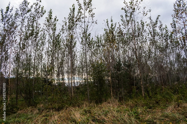 Obraz Newborn forest growing. Horizontal picture.