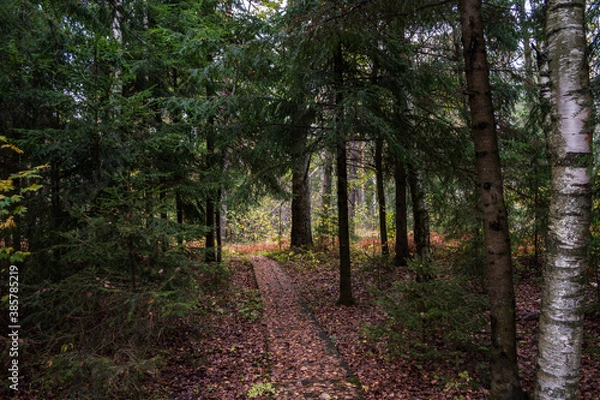 Fototapeta Footpath into forest. Pathway to nowhere.