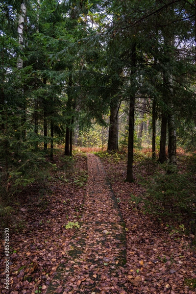 Obraz Footpath into forest. Pathway to nowhere.