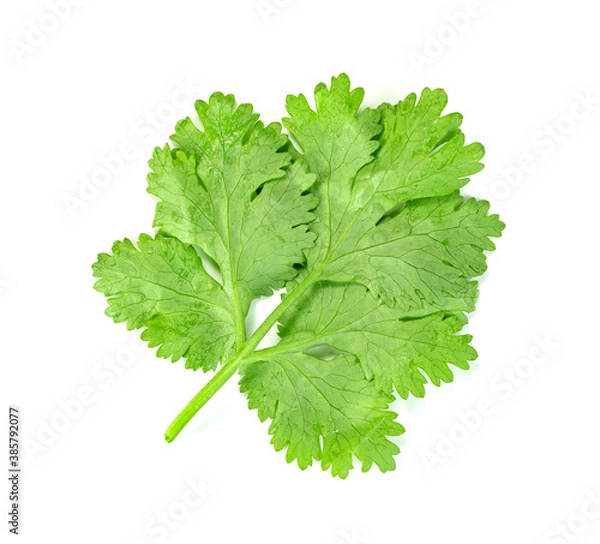 Fototapeta leaf Coriander or Cilantro isolated on white background ,Green leaves pattern