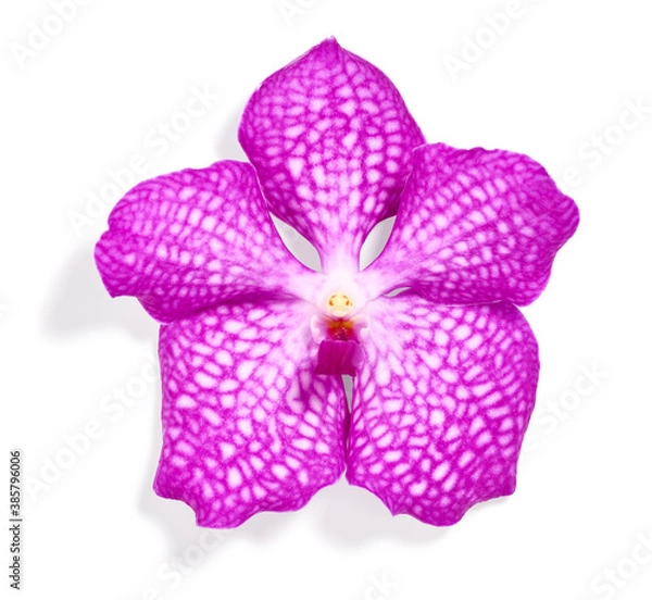 Obraz Pink orchid flower isolated on white background