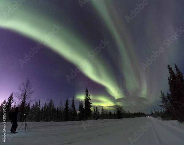 Obraz Aurora borealis in the forest