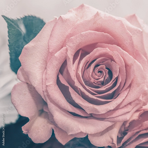 Fototapeta pink rose on blue background