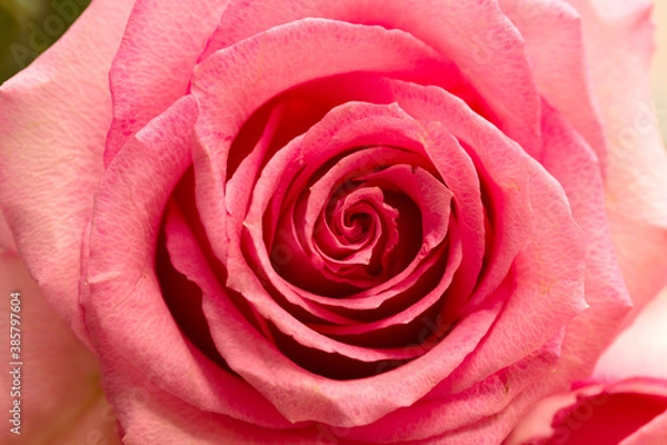 Fototapeta pink rose close up