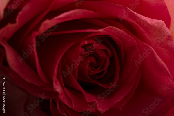 Fototapeta red rose closeup