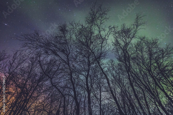 Fototapeta night sky with tree