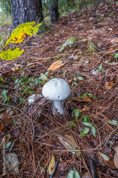 Obraz Emerging mushrooms in the forest