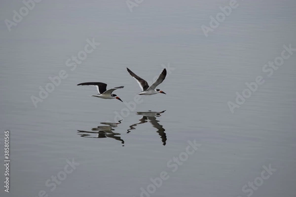 Fototapeta two birds gliding