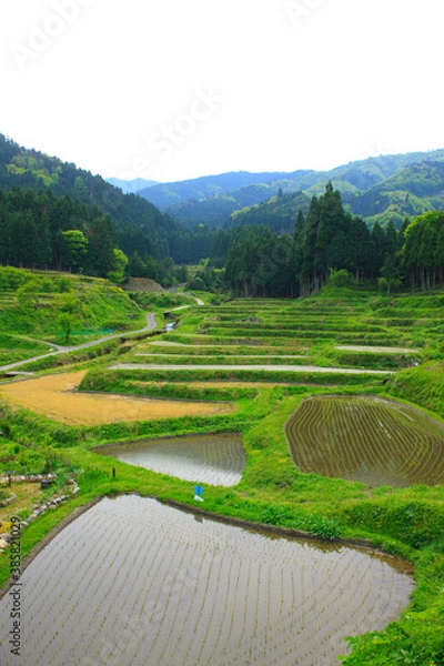 Fototapeta 棚田
