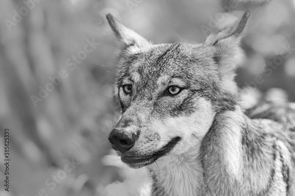 Fototapeta Junger Wolf mit gefletschten Zähnen