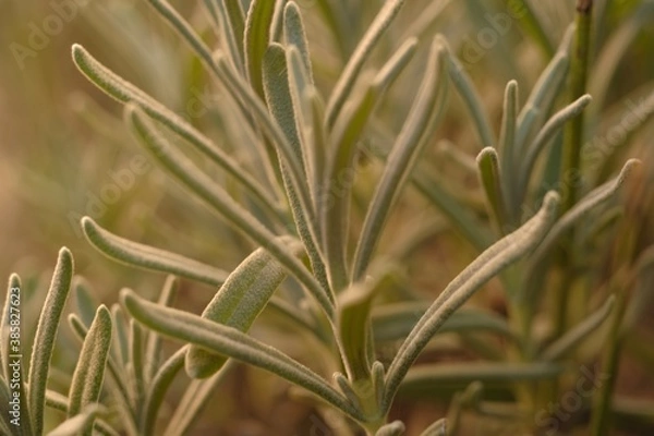Fototapeta Macro of lavender leaves, selective focus and blur. Delicate silvery gray color.