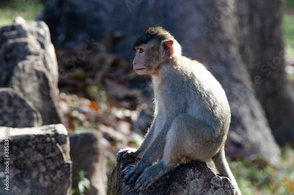 Obraz A rhesus macaque monkey in Cambodia
