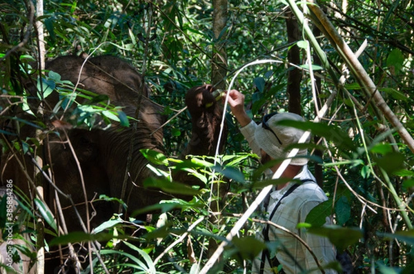 Obraz Tourist feeds elephant at a no-riding sanctuary in Mondulkiri Cambodia
