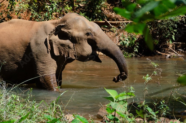 Obraz An elephant cooling off in a stream in Mondulkiri, Cambodia