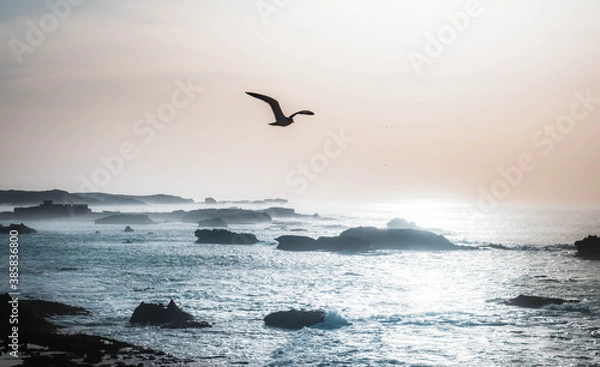 Fototapeta seagulls on the beach