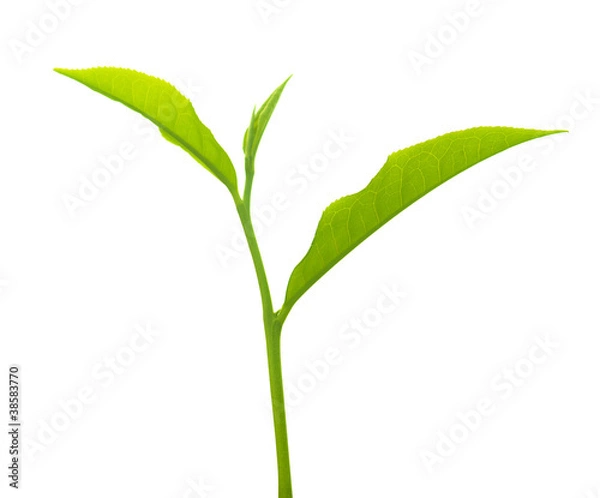 Fototapeta Tea leaves