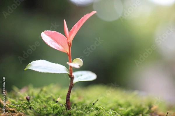 Fototapeta 苔とサザンカの新芽