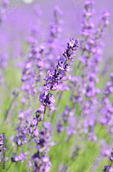 Fototapeta ラベンダー