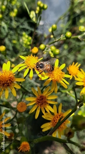 Obraz bee on a flower