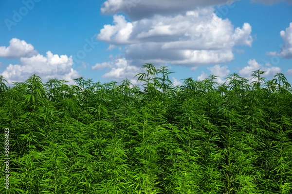 Obraz Agricultural hemp field against blue cloudy sky