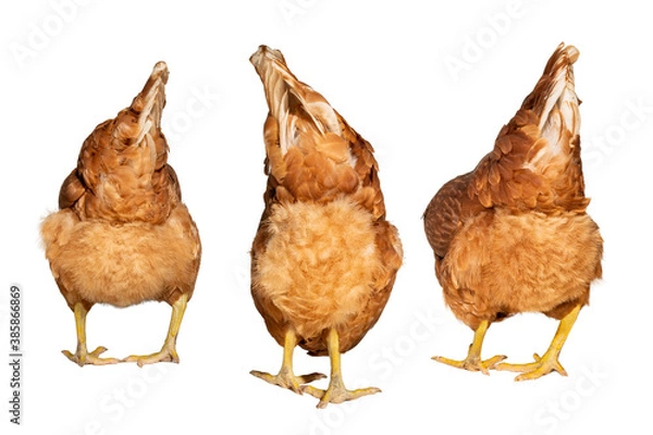 Obraz three brown chicken ass on a white background