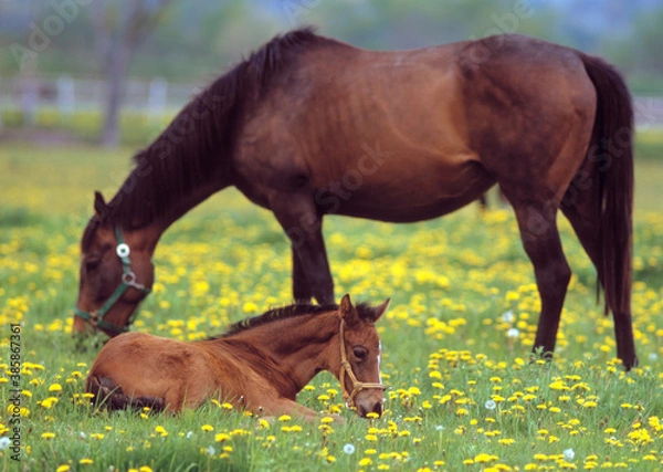 Fototapeta 馬の親子