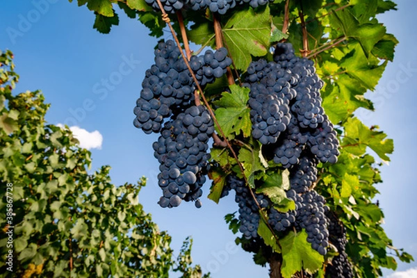 Obraz bottom view of blue grapes in the vineyard blue sky