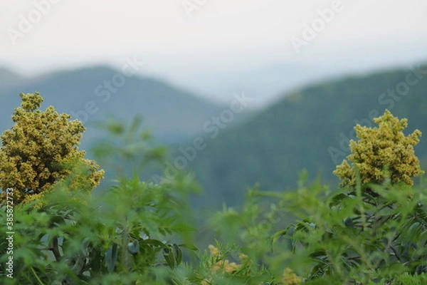 Fototapeta OLYMPUS DIGITAL CAMERA