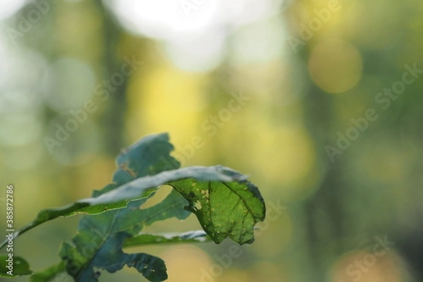 Fototapeta OLYMPUS DIGITAL CAMERA