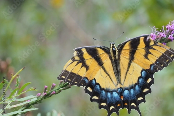 Fototapeta OLYMPUS DIGITAL CAMERA