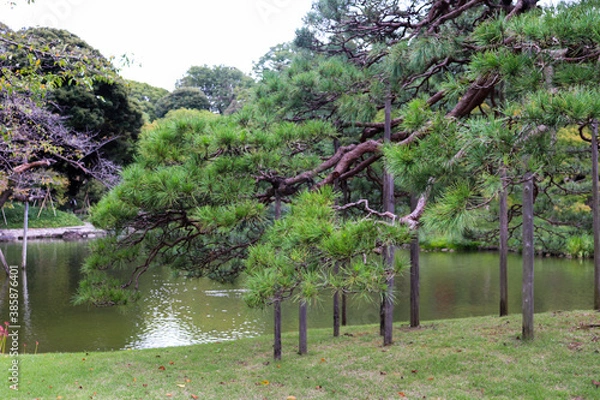 Fototapeta 松 日本庭園 池