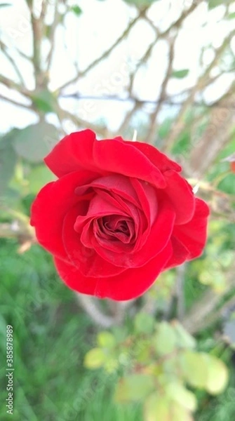Obraz beautiful red rose